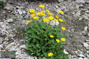 doronicum grandiflorum (1)